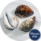 8679 - Cowrie Tiger Standard 5-7cm